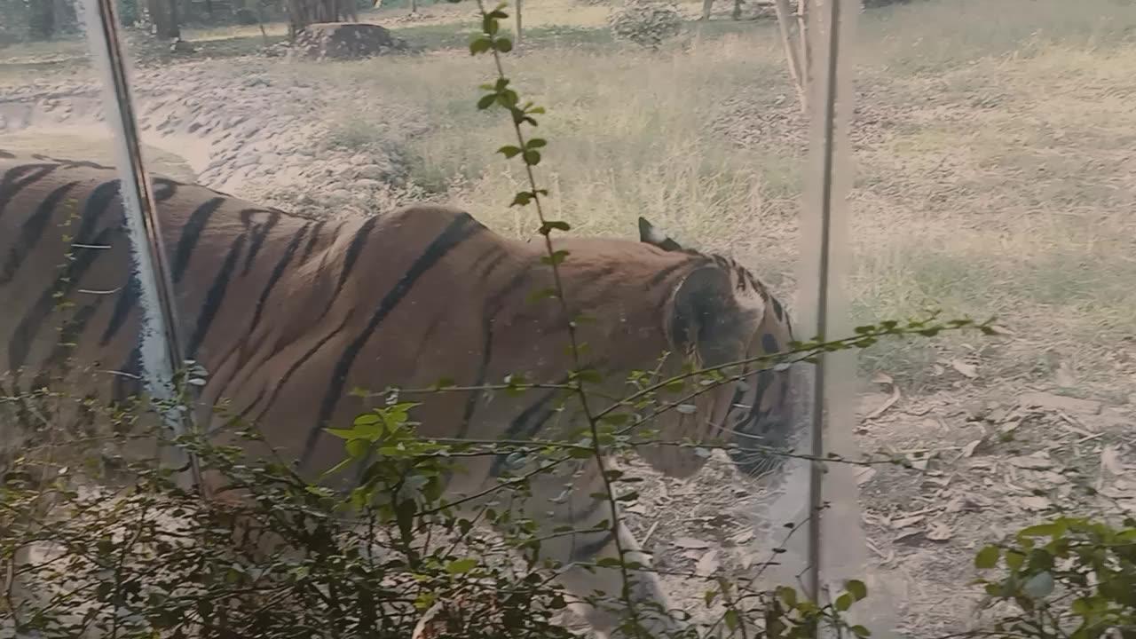 Royal Bengal Tiger inside Zoo#