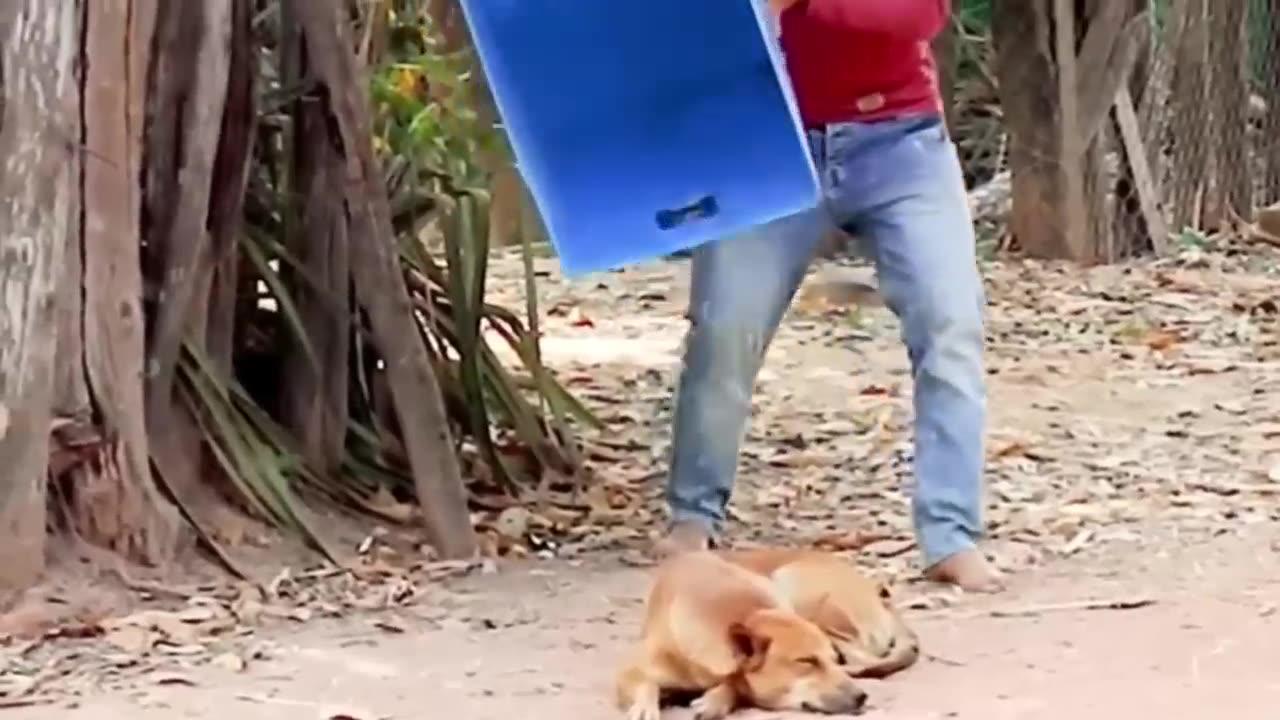 Best of Funny Dog Pranks