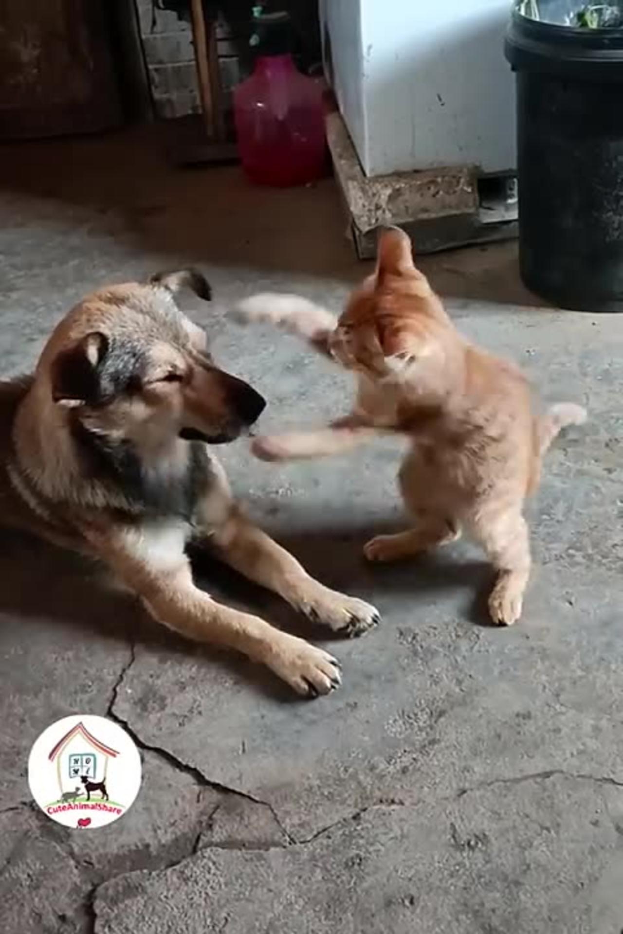 LOL, When You Have A NaugHty FFriend! Funny Cats & Dogs Videos