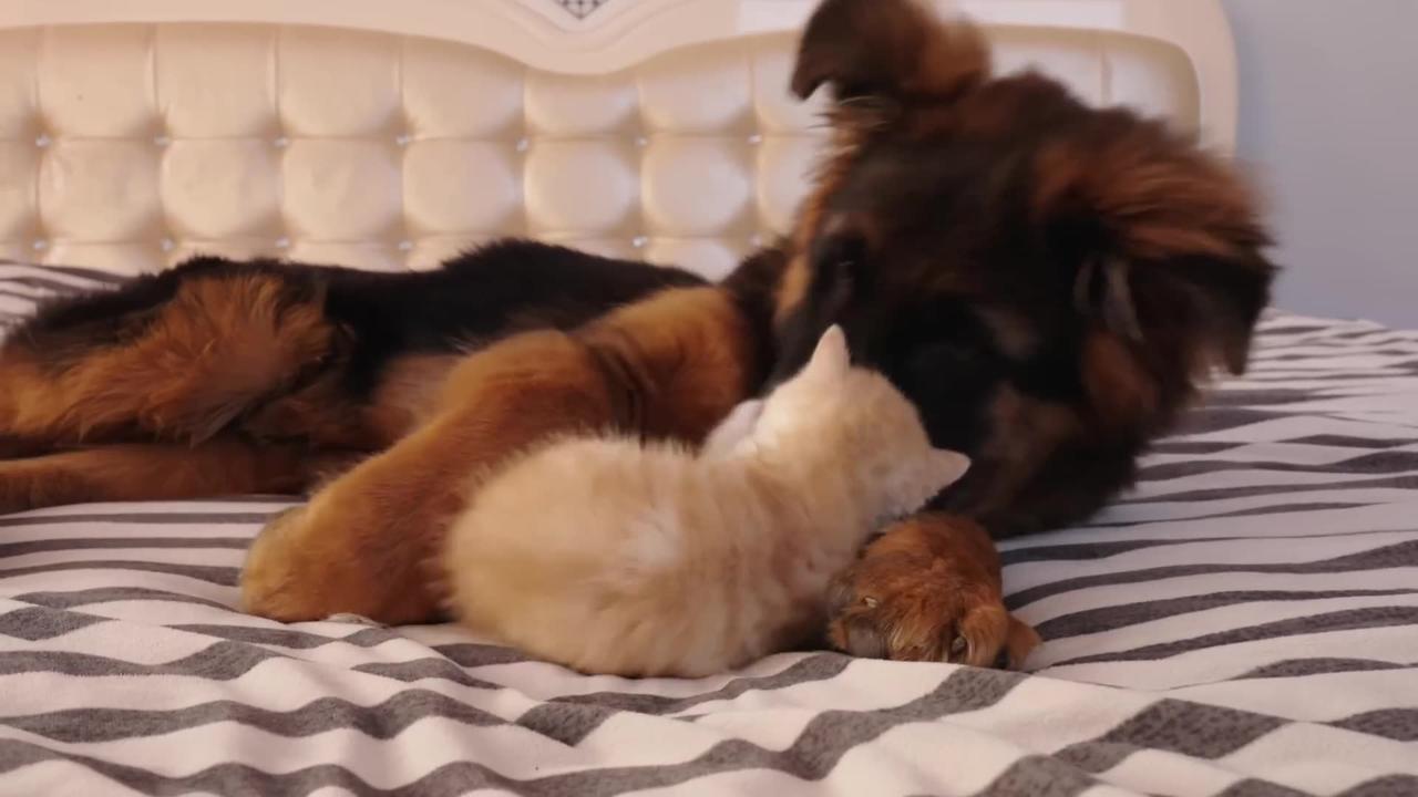 From the Moment She Met the German Shepherd the Kitten Fell in Love with Him