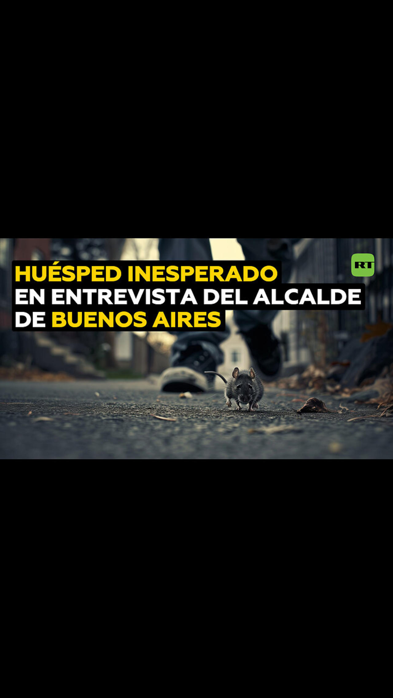 Rata se entromete cuando el alcalde de Buenos Aires da una entrevista