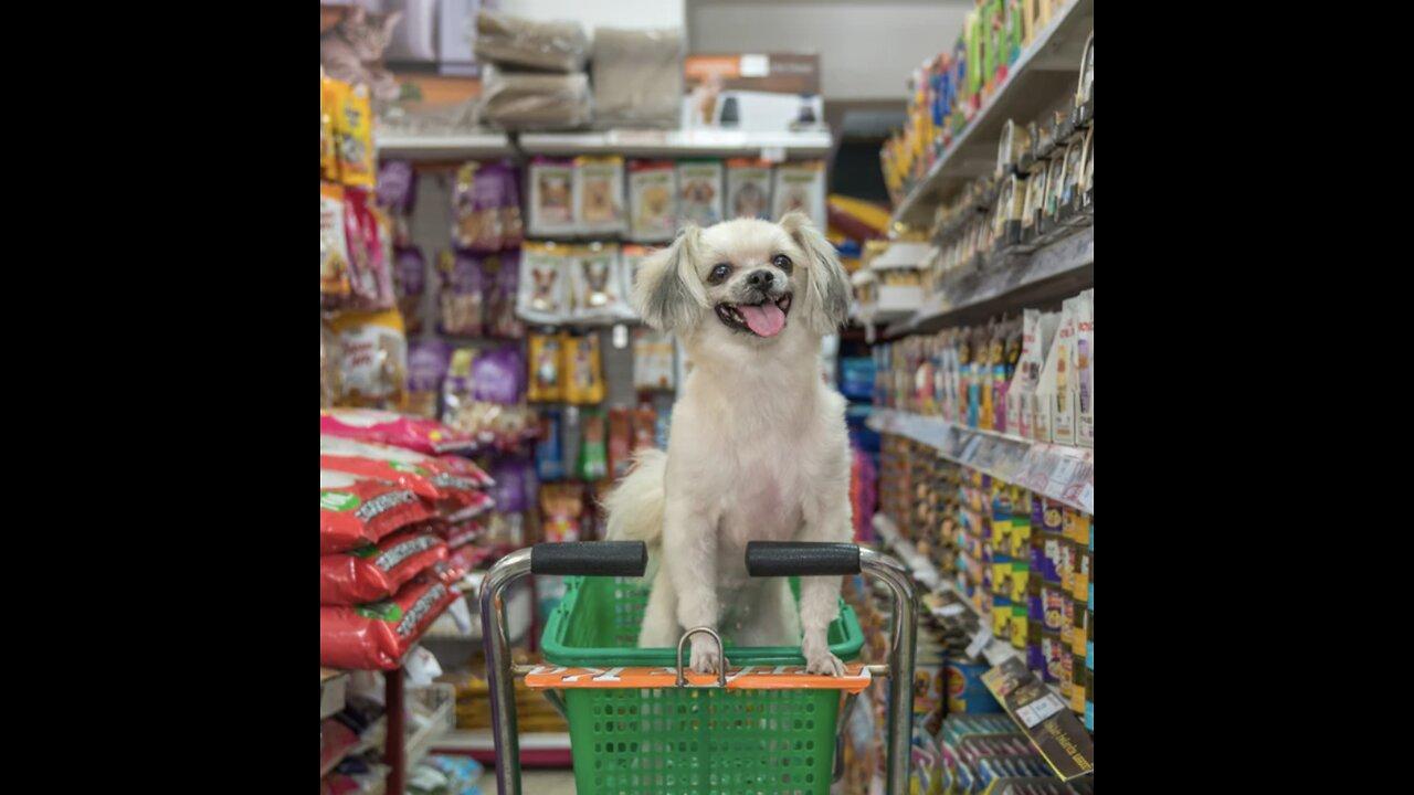 Stop brining your dogs into grocery stores One News Page VIDEO