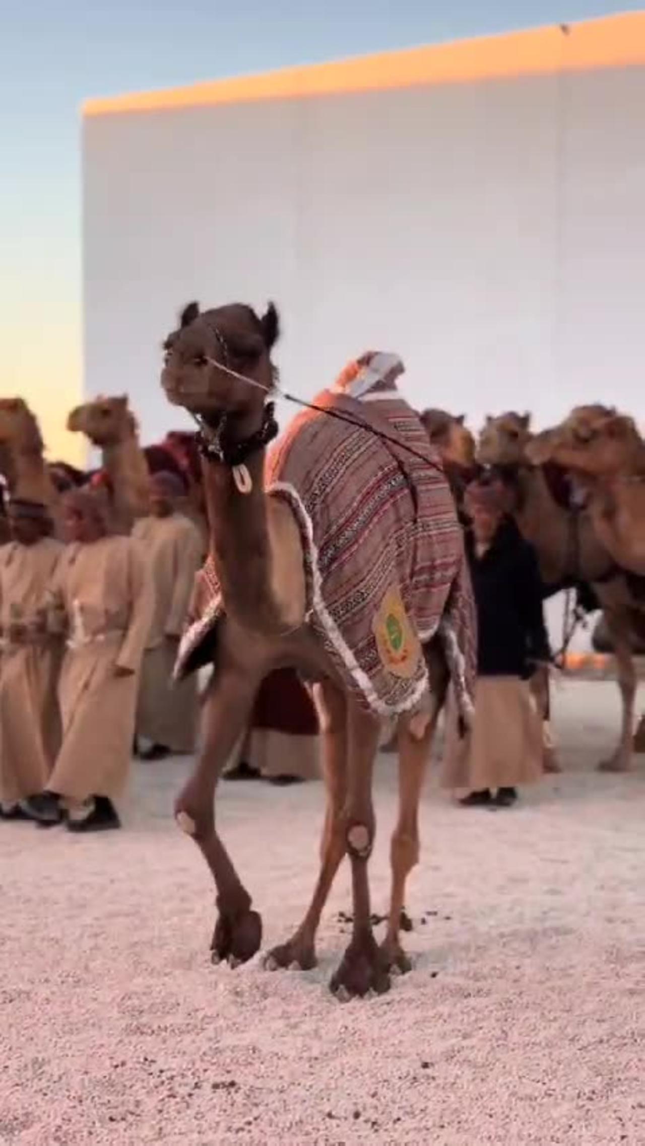 Camel dancing 🎶