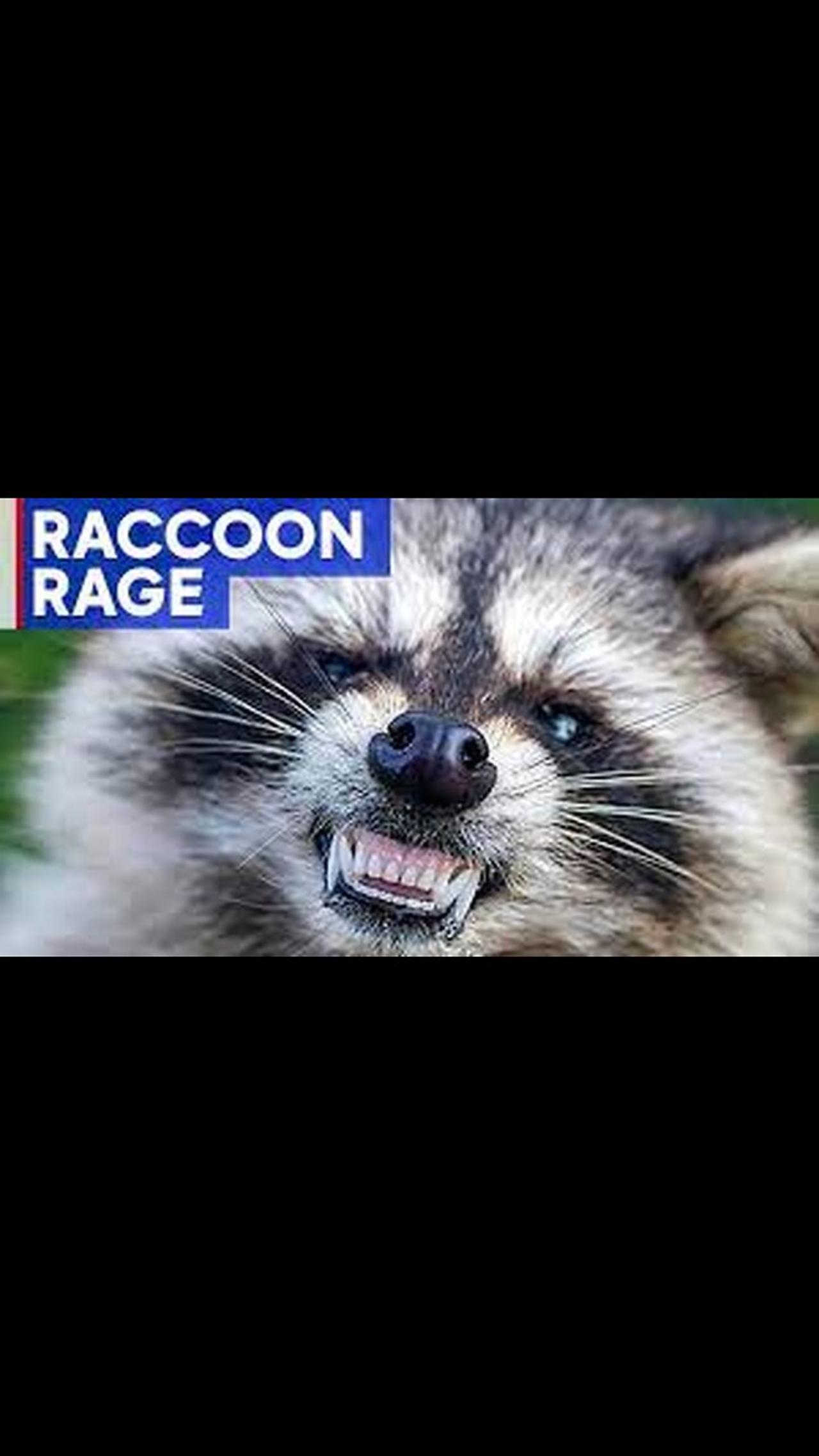 Heroic mom saves terrified five-year-old from raccoon attack