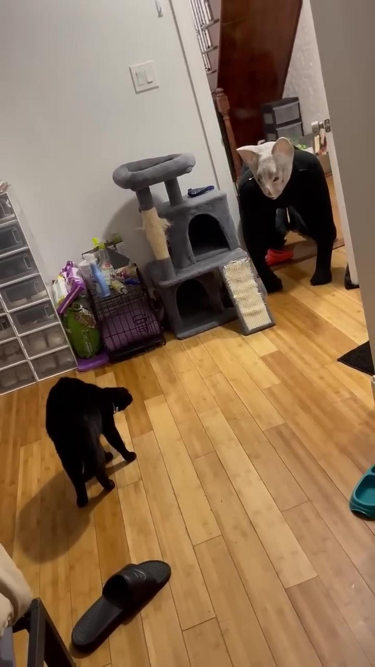 Black Cat Scared Frightened By Person In Mask