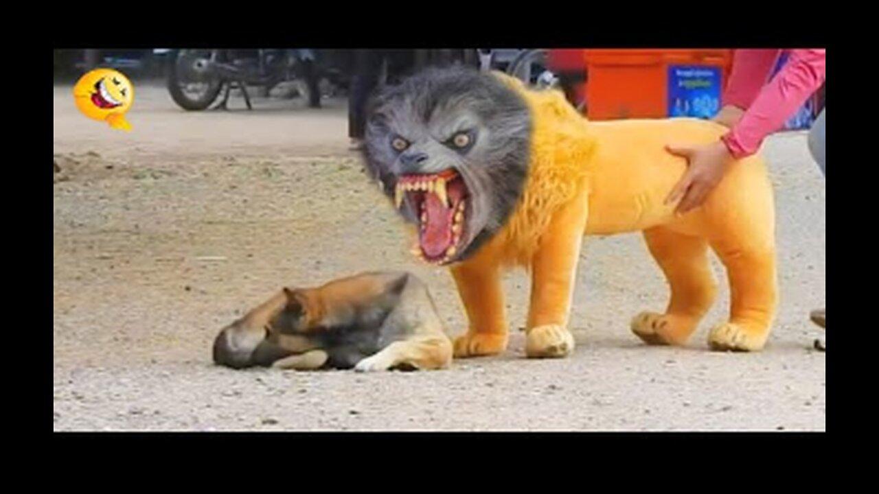 Troll prank dog funny, fake lion and fake tiger prank to dog