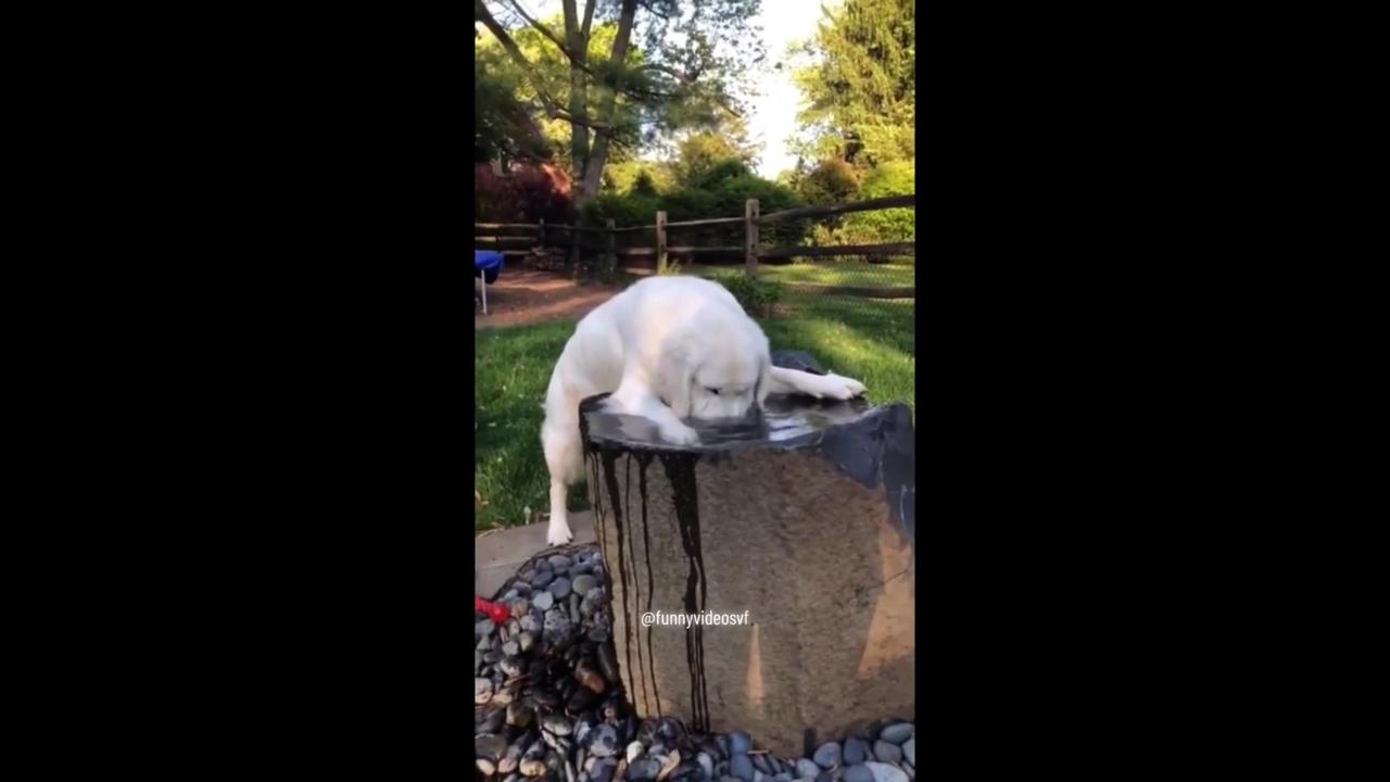 FUNNIEST CATS AND DOGS VIDEOS 😁 - BEST FUNNY ANIMAL VIDEOS 2024 🥰#9 |