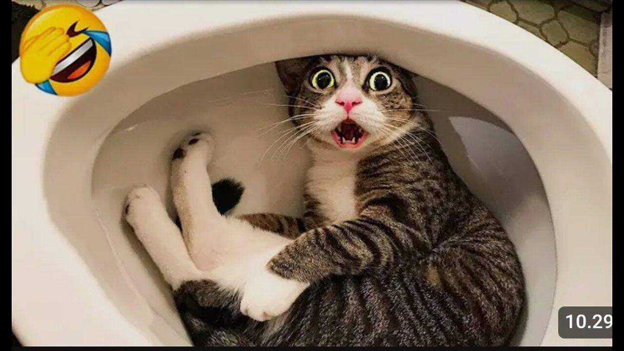 Cats You Will Remember And Laugh All Day One News Page Video