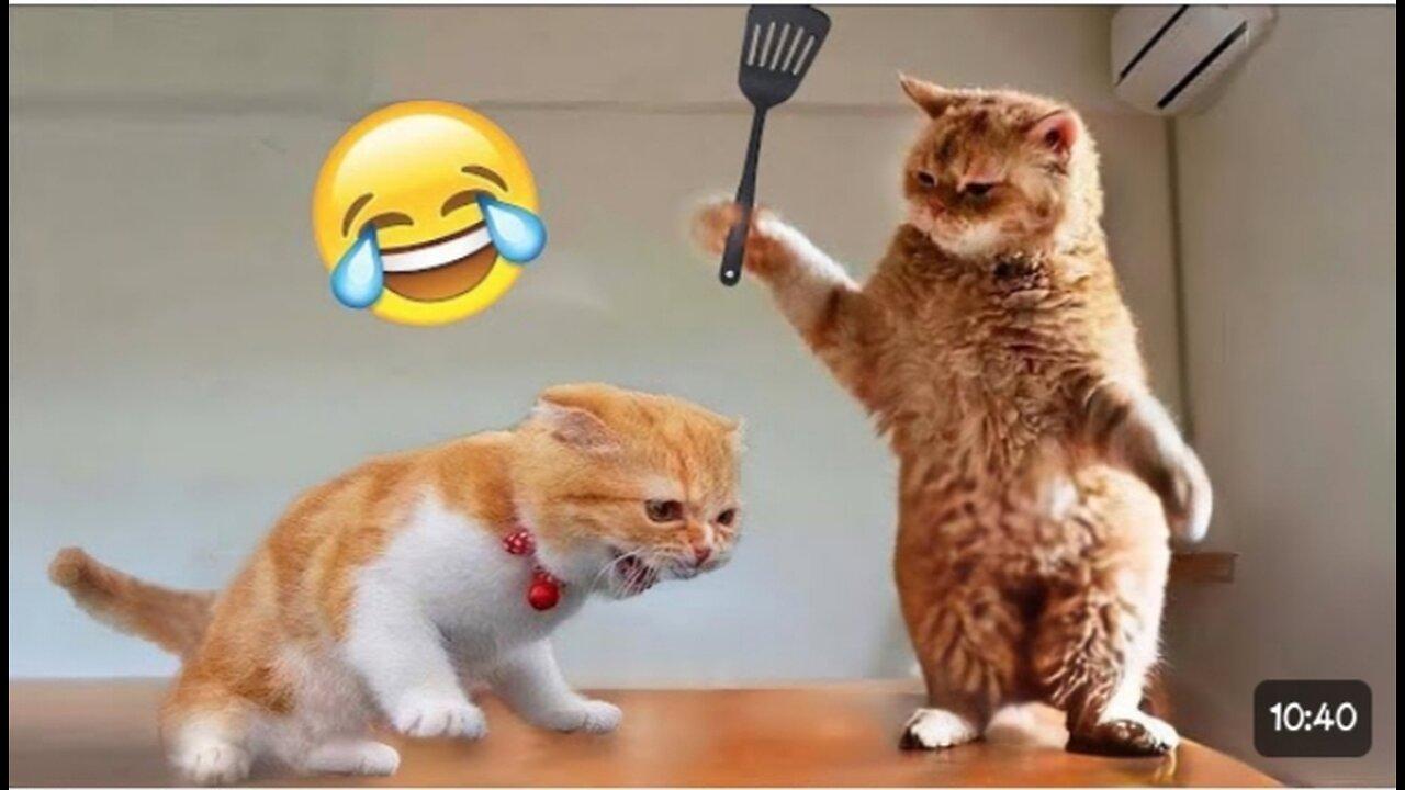 funny 🤣 animals cat and dogs