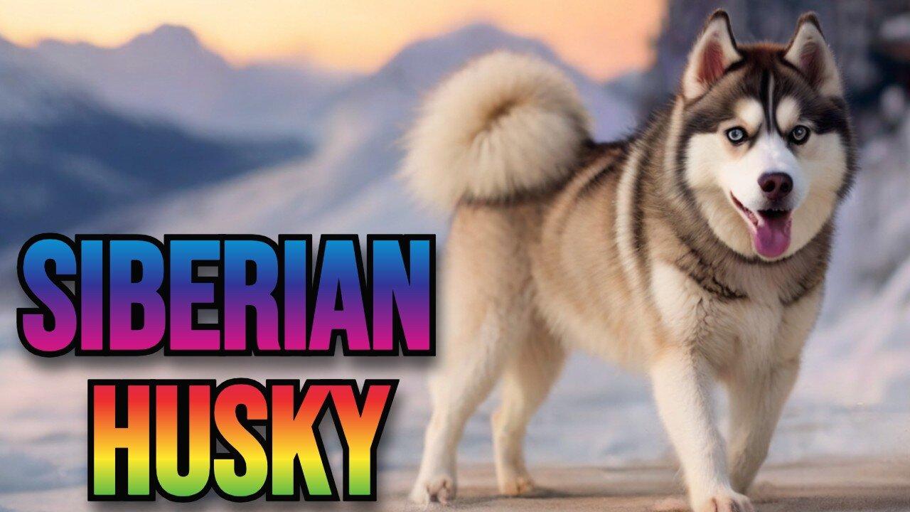 The Siberian Husky: A Tale of Endurance and Adventure