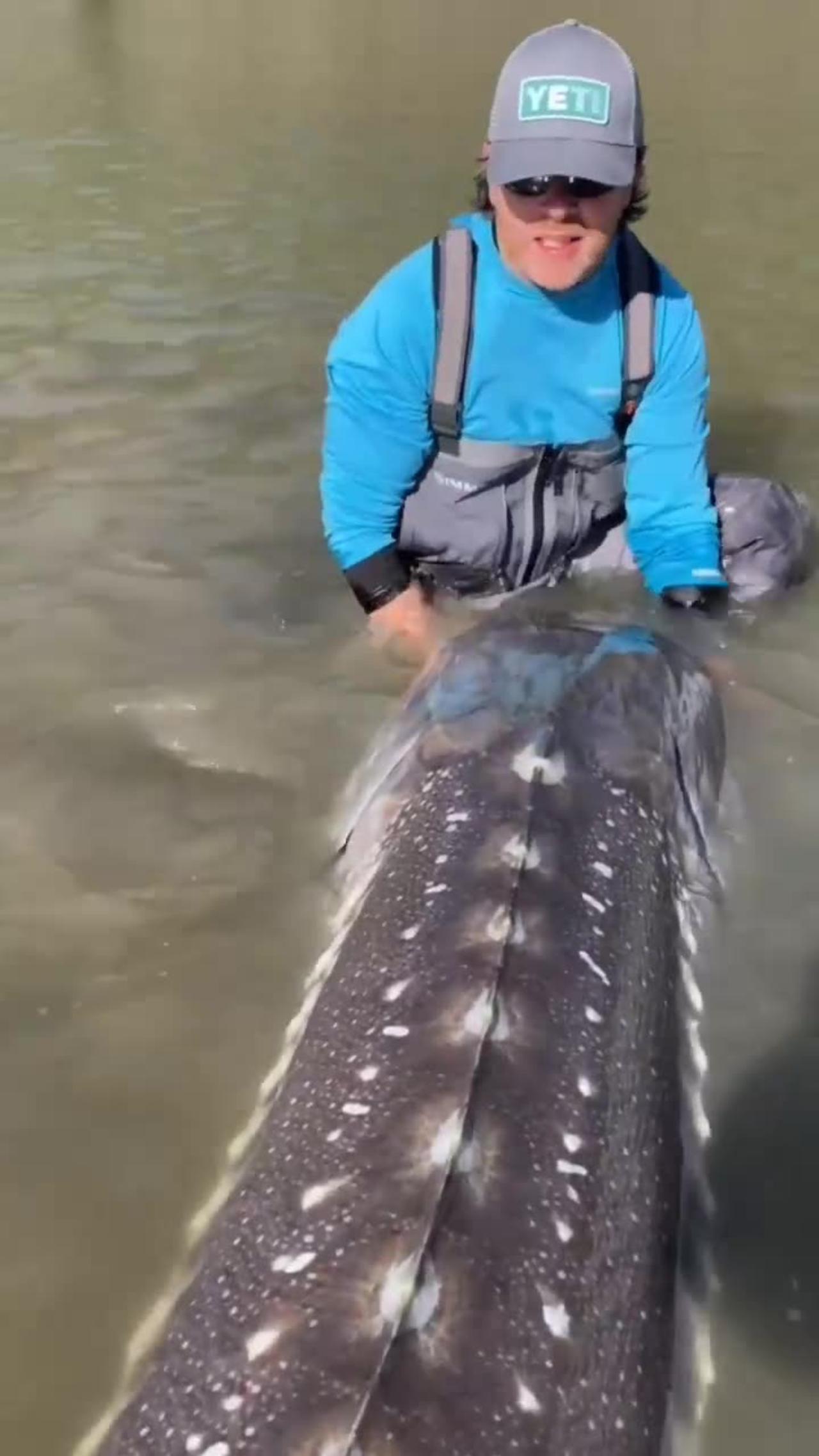 River Monster! An unbelievably large sturgeon fish in the Fraser River
