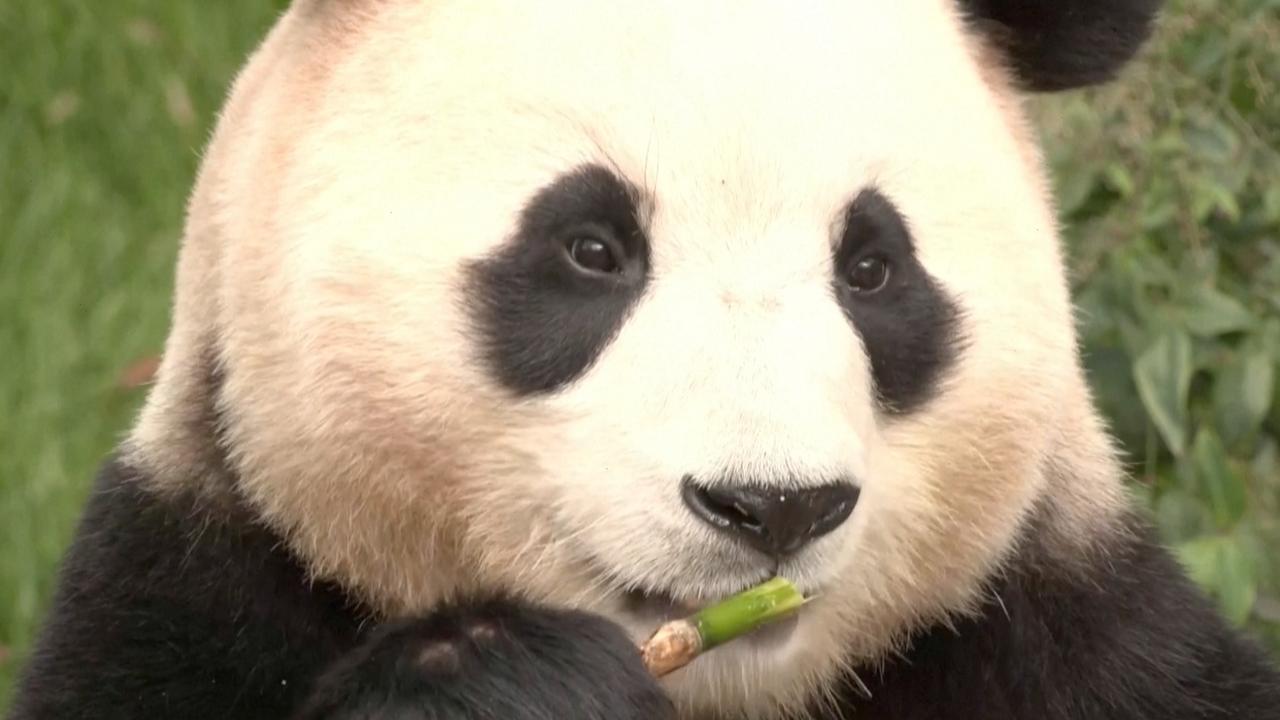 South Korea's Beloved Giant Panda Returns to China Amid Emotional Send-Off