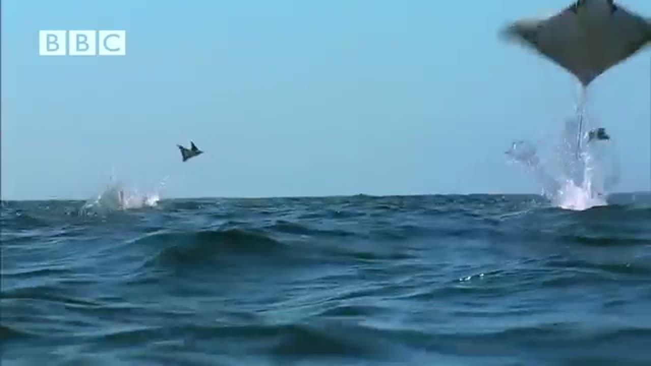 Incredible flying rays!