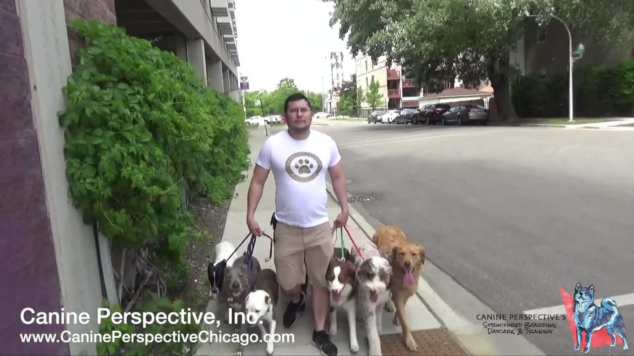 How I Walk A Pack Of Dogs In The Style Of Cesar Millan, How To Walk A Pack Of Dogs