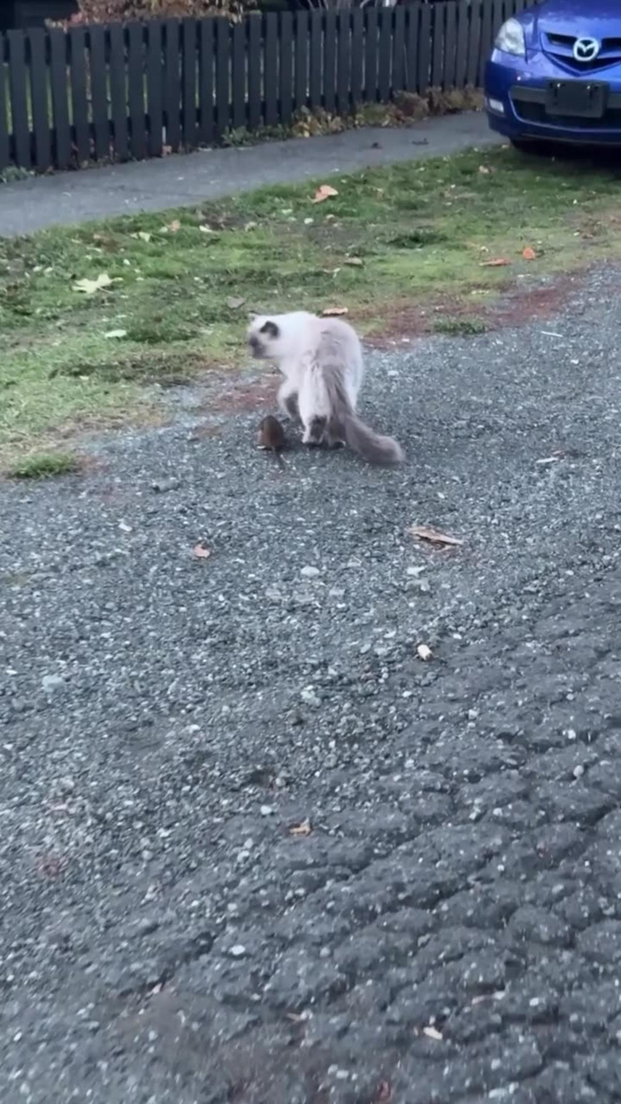 Fluffy Neighborhood Cat Follows a Mouse Across the Street
