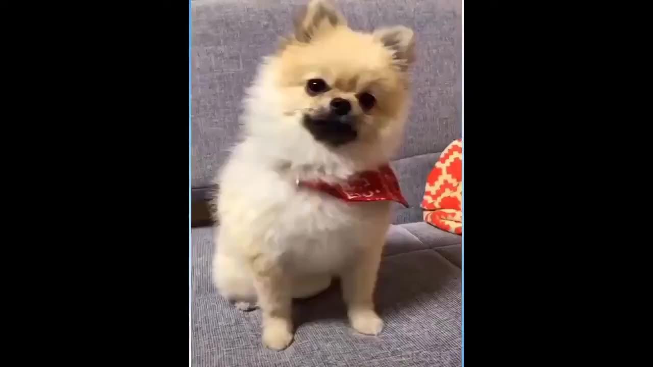 Best Funny Animal Videos Of The Year 2024 One News Page VIDEO   1709578113 Best Funny Animal Videos Of The Year 2024 Hires 