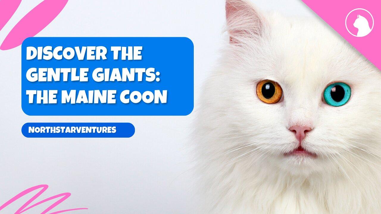 Discover the Gentle Giants: Unveiling the Majestic Maine Coon Cats