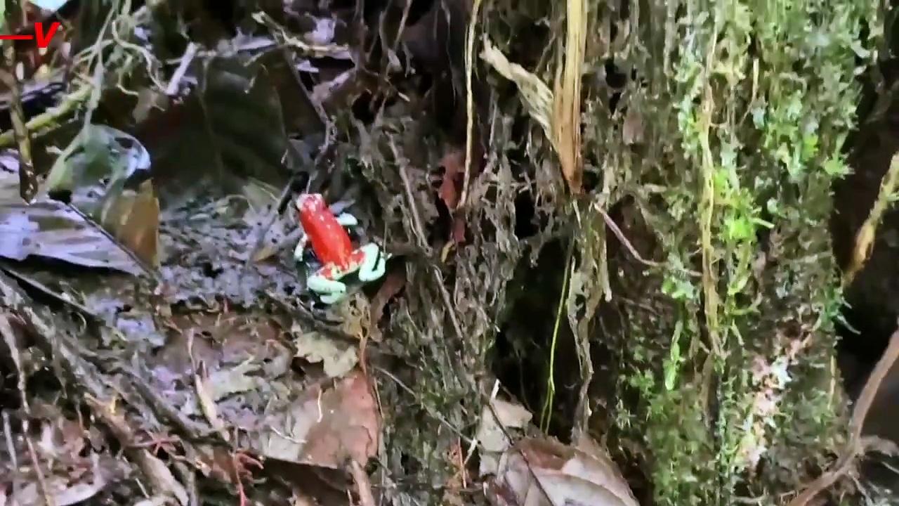 Illegally Trafficked Poisonous Frogs Released to Native Habitat in Colombia