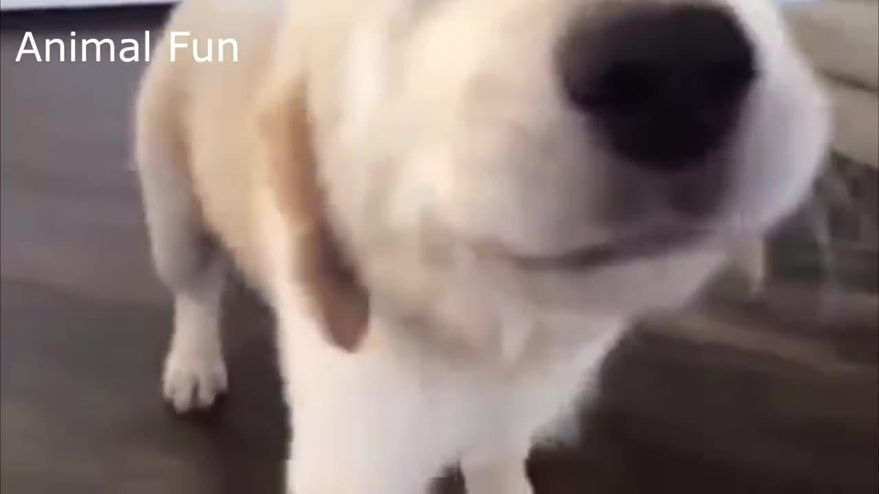 CUTE & FUNNY_ PUPPIES Falling Down Stairs