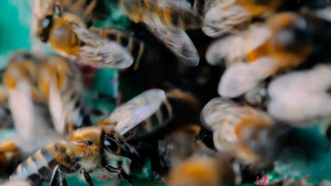 The secret life of honey bees