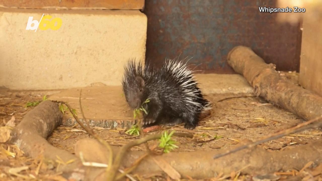 Check Out This Baby Porcupine