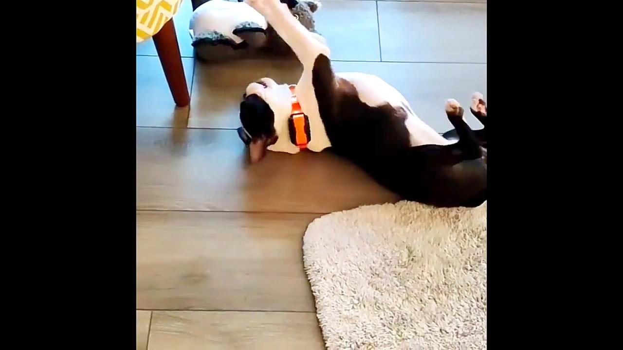 Smart cute dog video