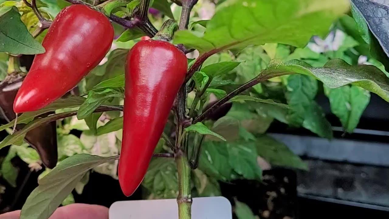 A Look at Some More of My Pepper Crosses
