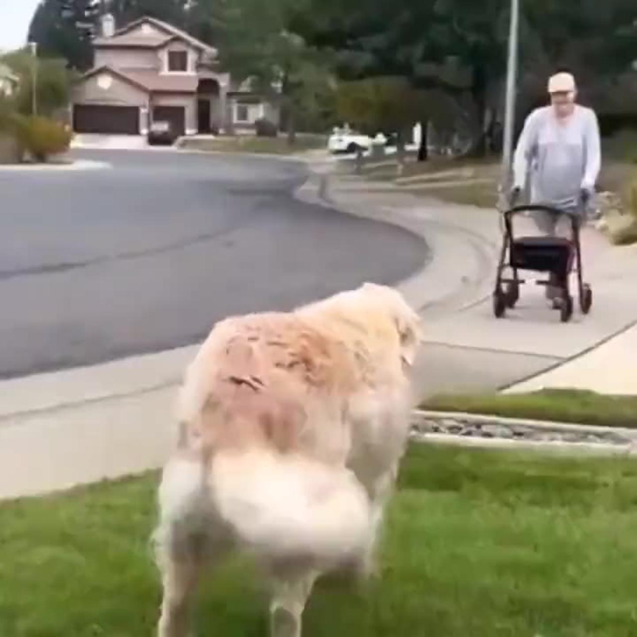Dog helps man with walker