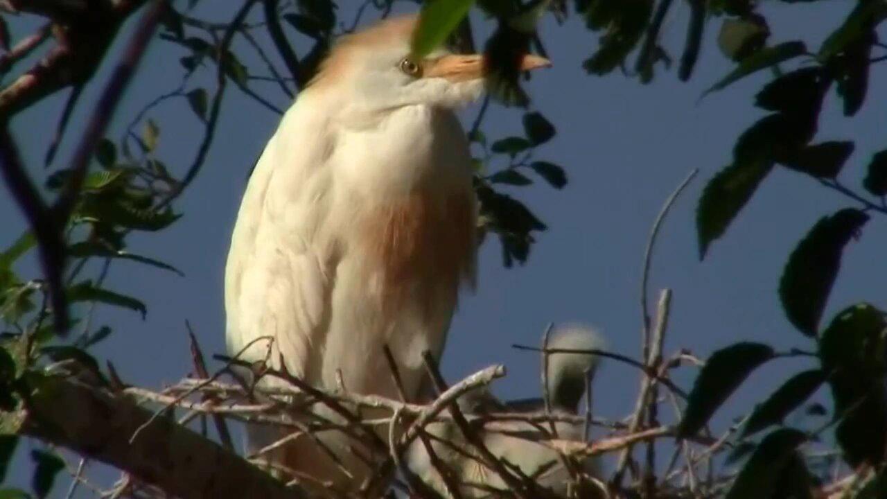 Cattle Egret in it's Nest With a Couple of Chicks - And The Sounds of a Rookery
