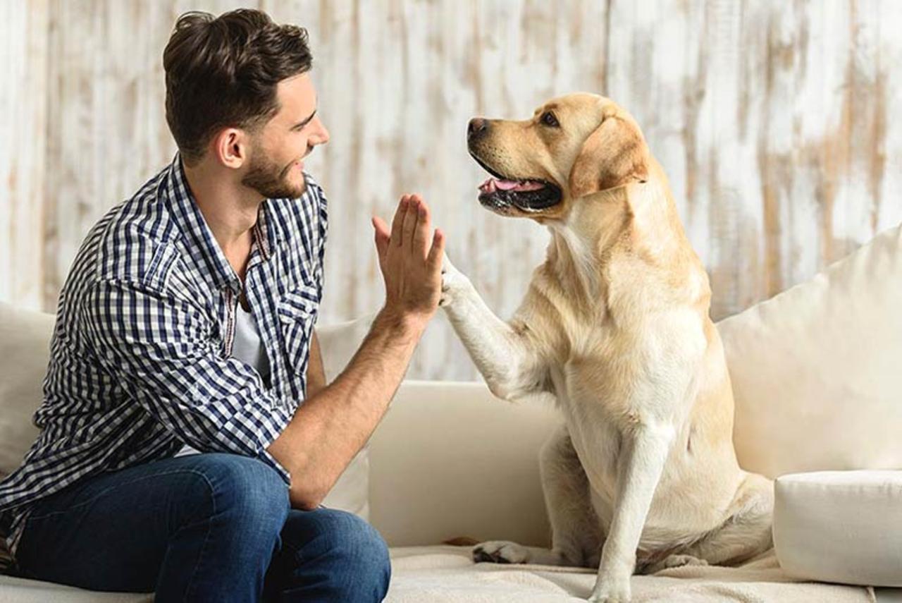 Research Suggests Dogs Can Distinguish Foreign Languages