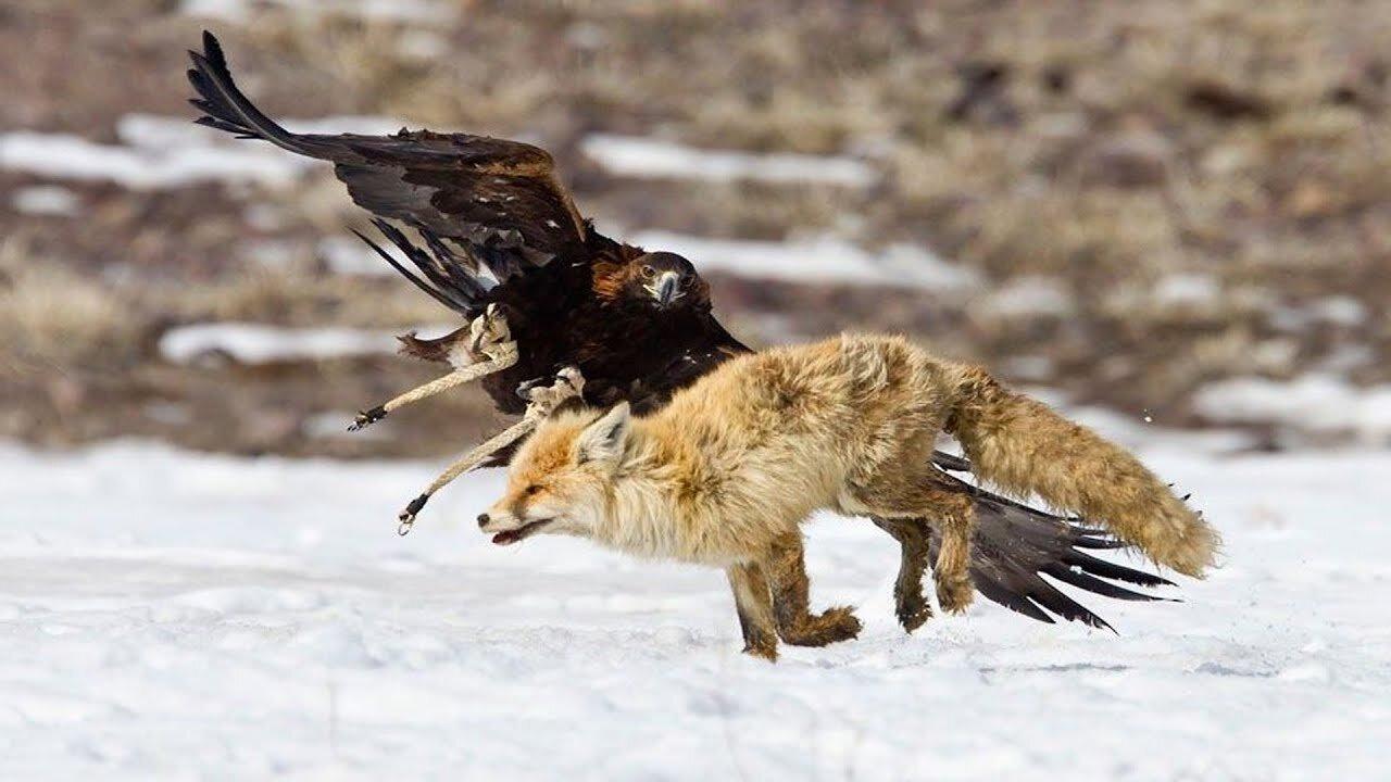 Eagle Attack Fox In The Wild