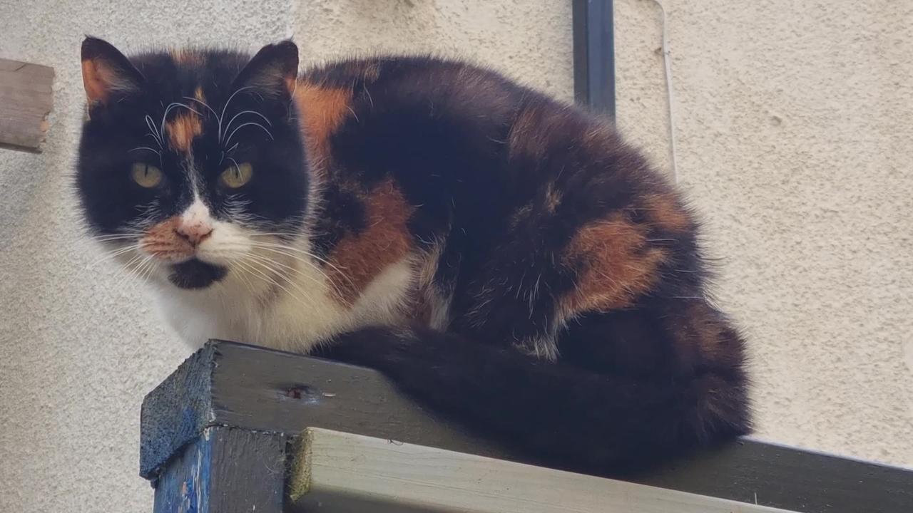 A Very Beautiful Cat In North Wales.
