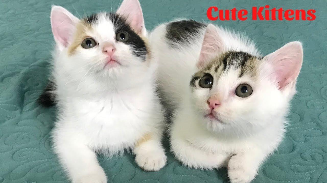 Cute Kittens 🐱- Funny & Cute Cat Videos Compilation 2024 - PART 19