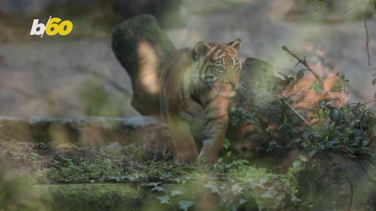 Rare Sumatran Tiger Cub Unveiled At Rome Zoo