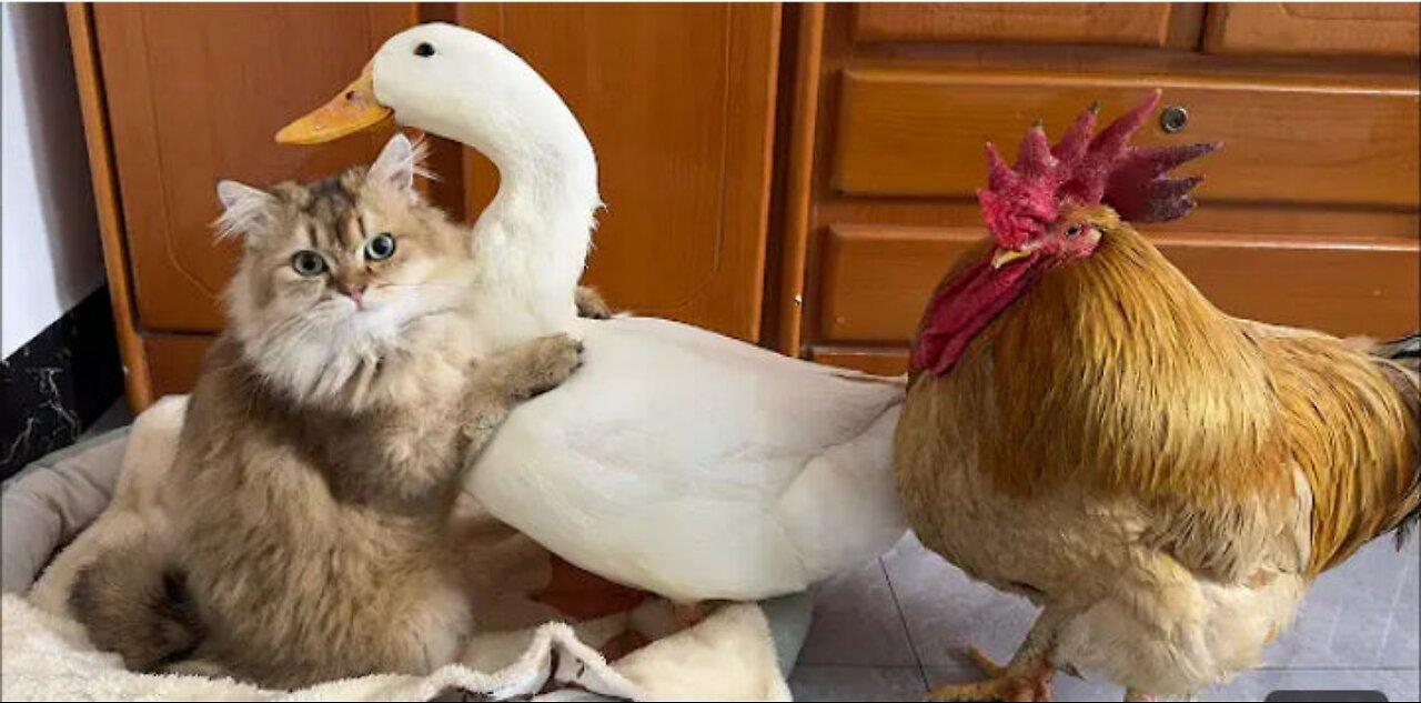 So funny cute the rooster and the duck compete to sleep with the cat