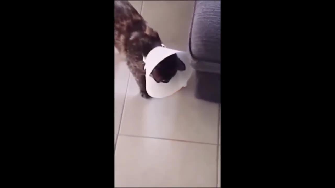 Funny animal (dog and cats special) videos of 2024😂