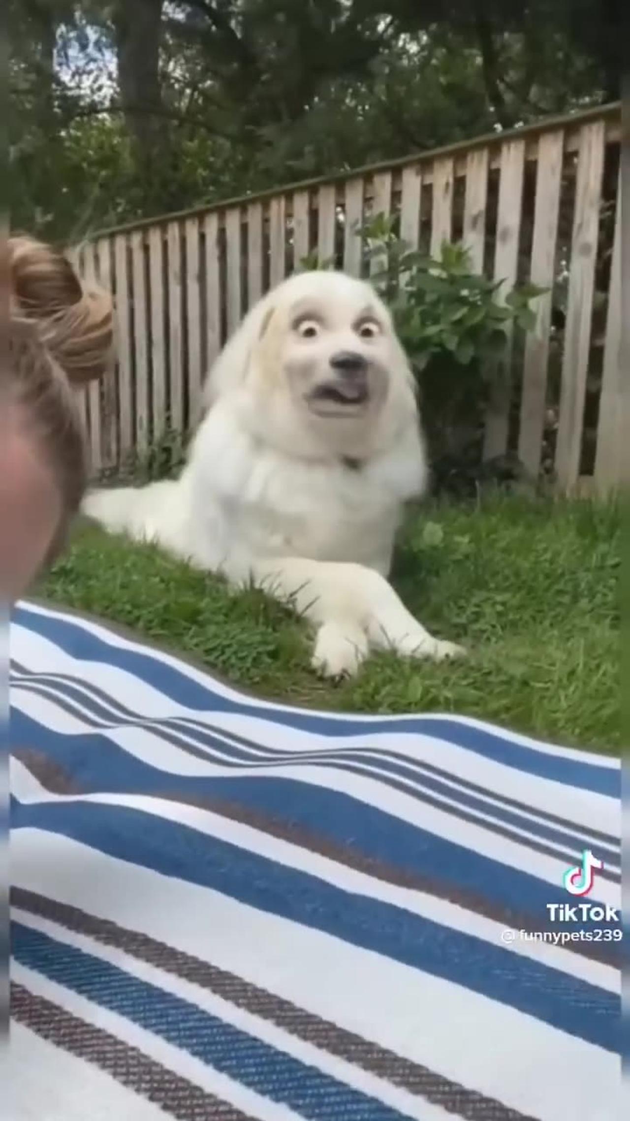 The funniest dog compilation you’ll see this week 🤣