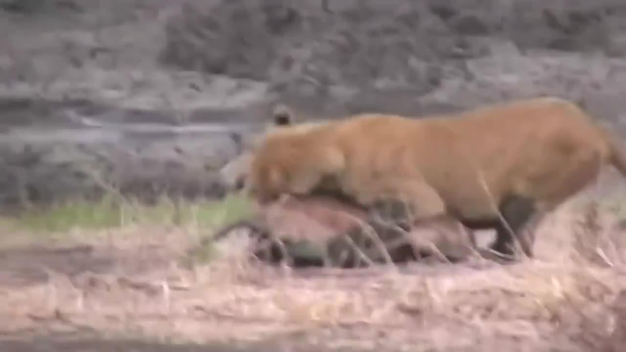 WORLD’S FASTEST ANIMALS FAIL! Grant’s Gazzele Take Down Cheetah With Horns, Lion Hunt Imapala Fail.