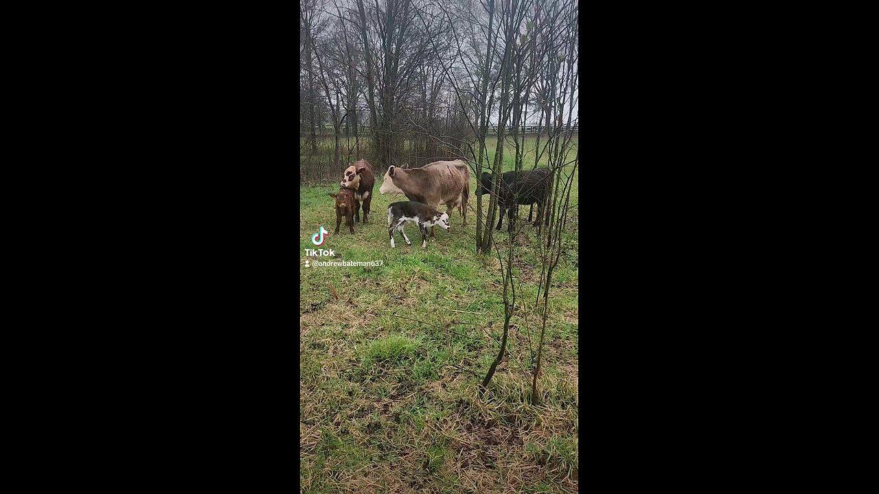 Bull calf has a baby sister.