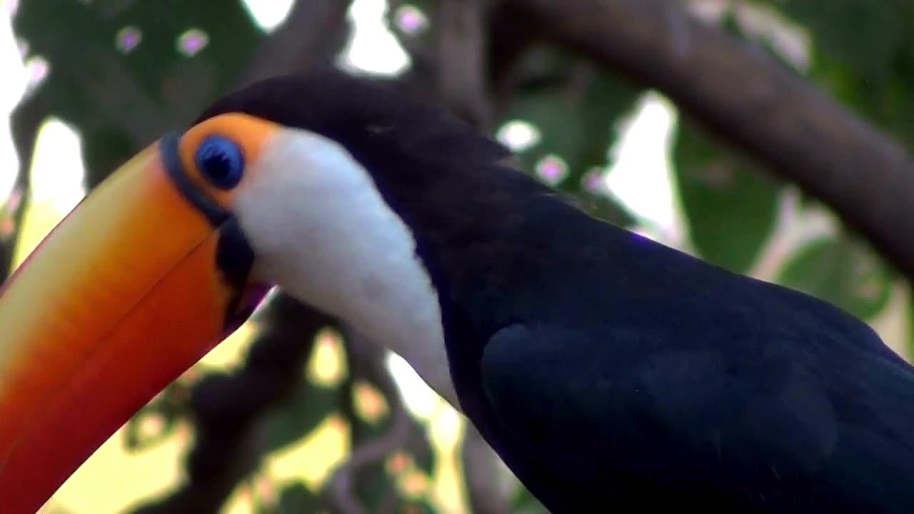 Side view of a Toco toucan (Ramphastos toco)