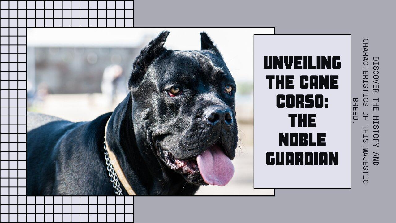 The Noble Guardian: Unveiling the Cane Corso