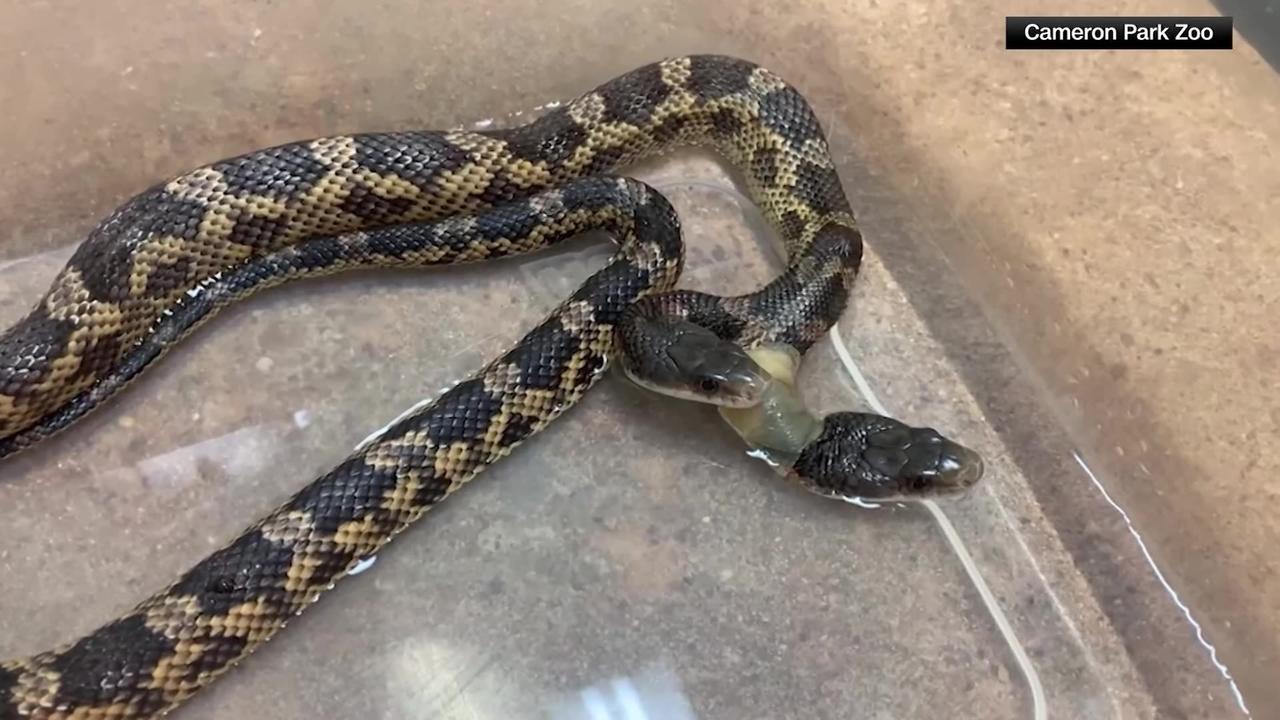 Two-headed snake makes return to Texas zoo after - One News Page VIDEO