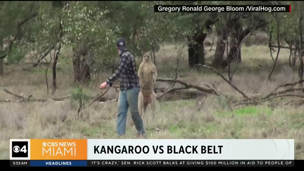 man vs kangaroo