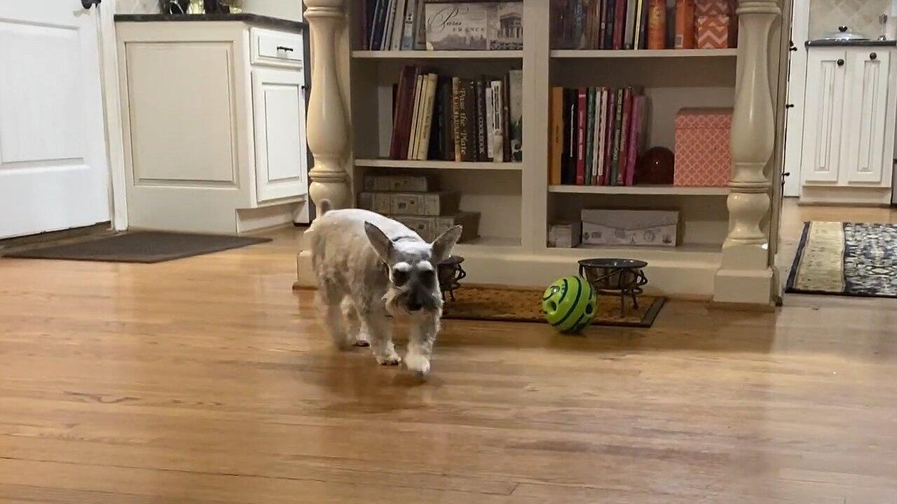Adorable little dog plays with a ball too big