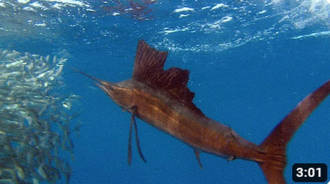 Sailfish Hunters: A Chronicle of Oceanic Pursuit