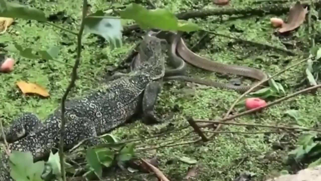 How strong can a snake be to withstand a Komodo dragon's attack?