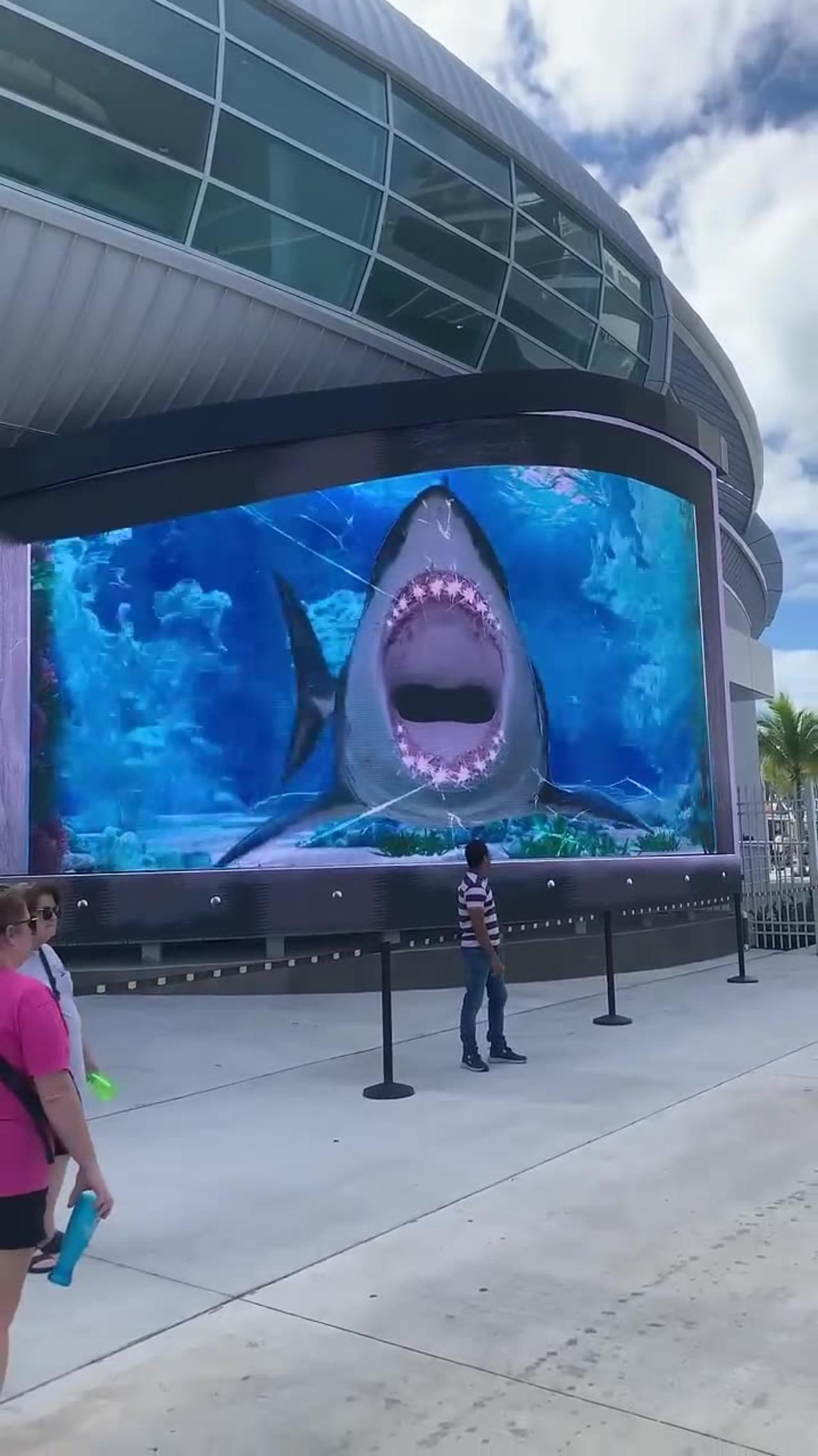 Shark 🦈 Attack In Nassau Bahamas 🇧🇸