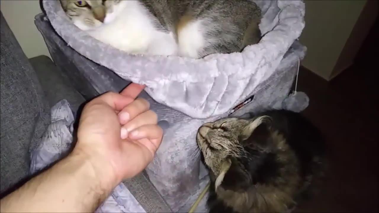 Best Funny And Cute Moments - Playing With Cats 🐈😸