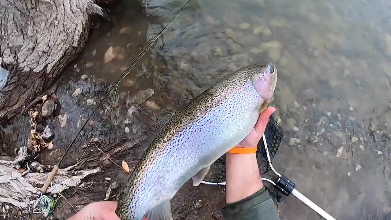 ABSURD Action for GIANT Rainbow Trout!!! (Fly Fishing)