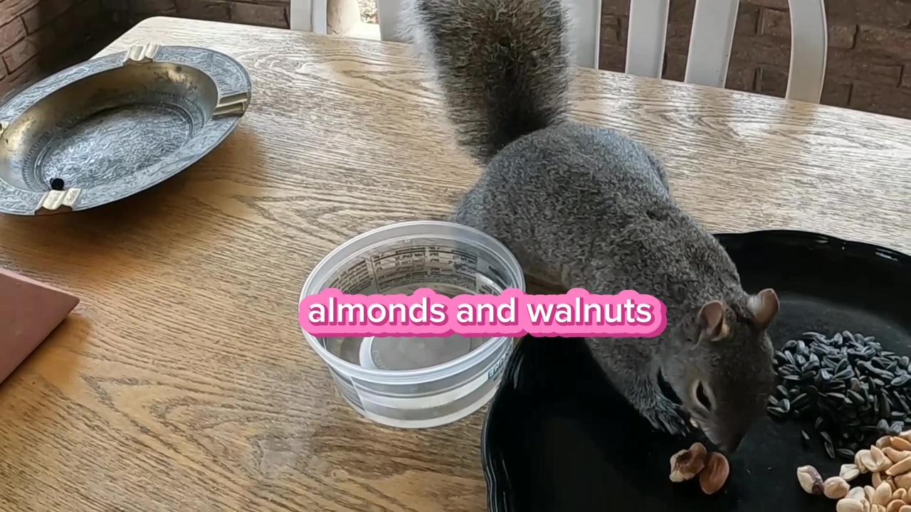 Mika got her favorite walnut in the basket 🧺🐿️.